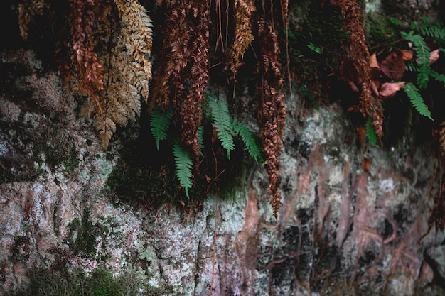 Sfondo foresta astratta con felci secche e verdi broen scuro e tono naturale verde