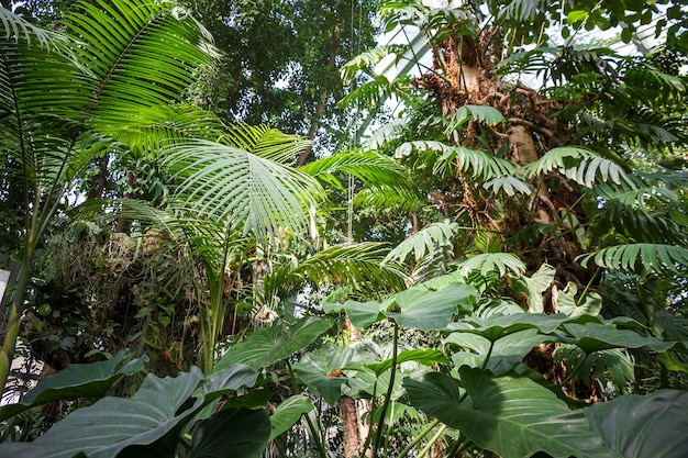 Sfondo foresta giungla tropicale