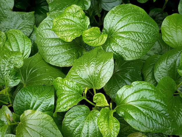 Sfondo full frame di foglie di betel selvatico verde