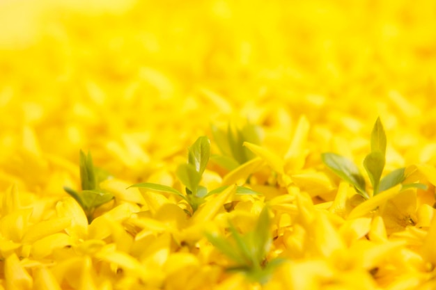 Sfondo giallo con bellissimi fiori di forsizia primaverile in piena fioritura e germogli verdi