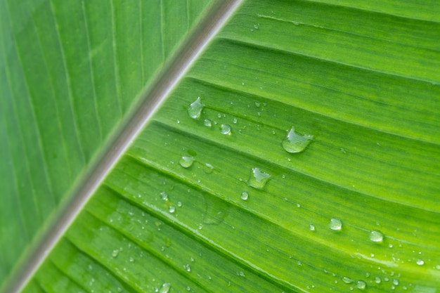 Sfondo goccia di pioggia su foglie di banana