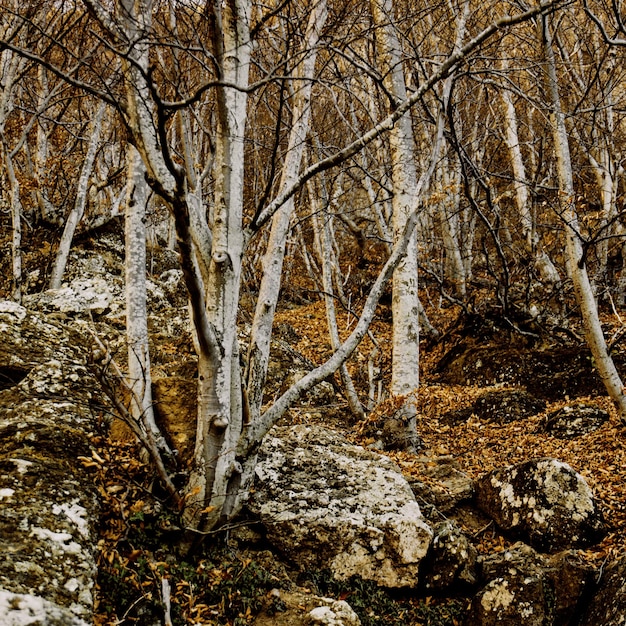 Sfondo gotico naturale con foresta autunnale mistica oscura