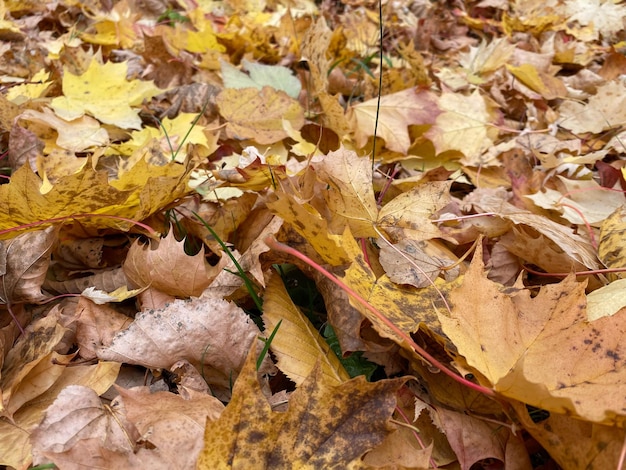Sfondo gruppo autunno foglia d'arancia Natura