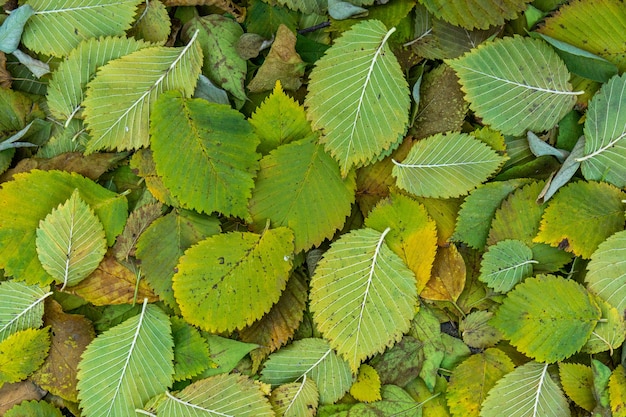 Sfondo gruppo autunno foglie d'arancio.