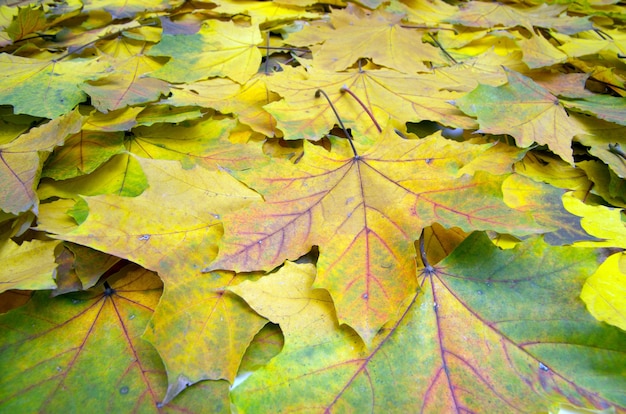 Sfondo gruppo autunno foglie d'arancio