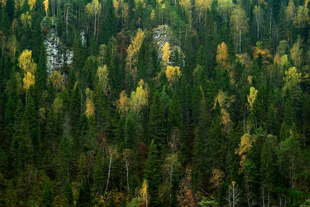 Sfondo: il pendio di una montagna rocciosa ricoperta di foresta autunnale di conifere e latifoglie