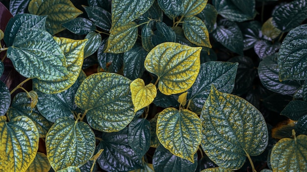 Sfondo immagine di foglie verdi Betel delle foglie autunnali per backbround