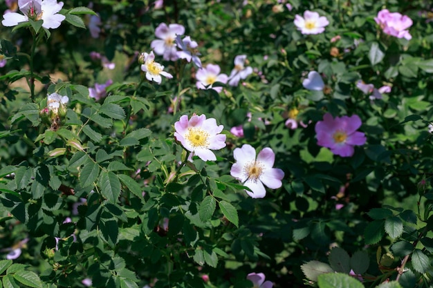 Sfondo in fiore di rosa canina nel parco