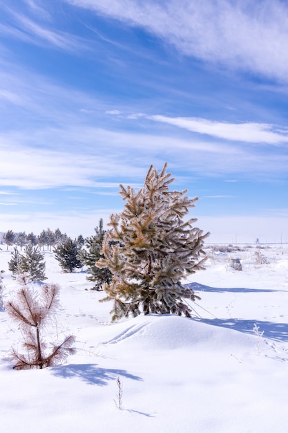 Sfondo invernale. Albero nel gelo