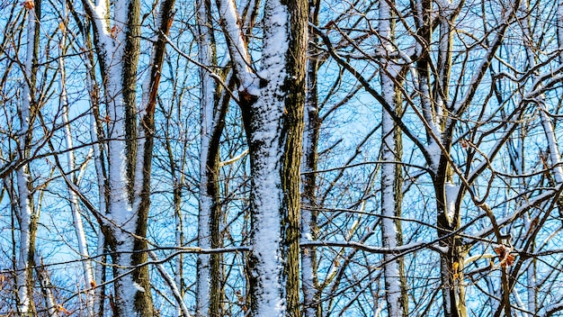 Sfondo invernale con alberi innevati in tempo soleggiato