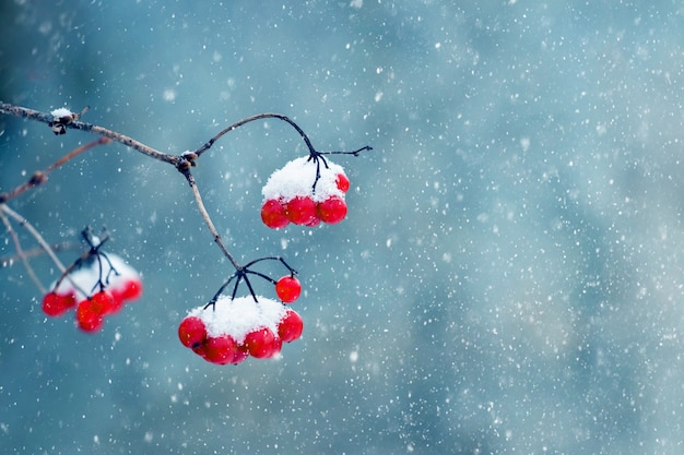 Sfondo invernale con bacche rosse di viburno durante la nevicata