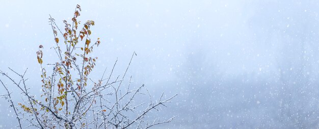 Sfondo invernale con rami di alberi coperti di neve con foglie secche durante la nevicata, spazio di copia