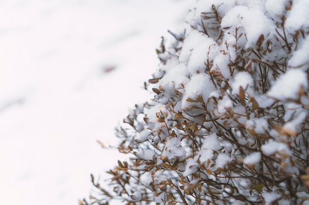 Sfondo invernale di un albero con neve sul terreno e rami