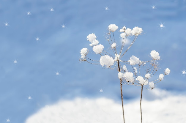 Sfondo invernale - filo d'erba essiccato con neve con messa a fuoco selettiva con spazio di copia su uno sfondo blu sfocato.