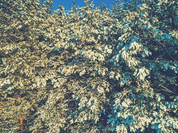 Sfondo invernale naturale. Natura invernale. Bosco innevato. Rami di pino ricoperti di neve.