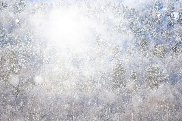 sfondo invernale nevicata alberi astratto sfocato bianco