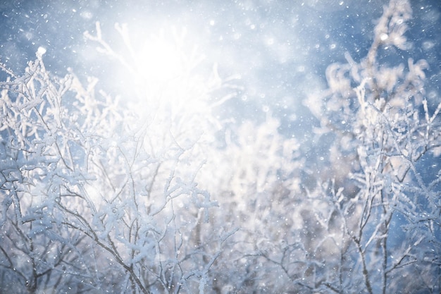 sfondo invernale nevicata alberi astratto sfocato bianco