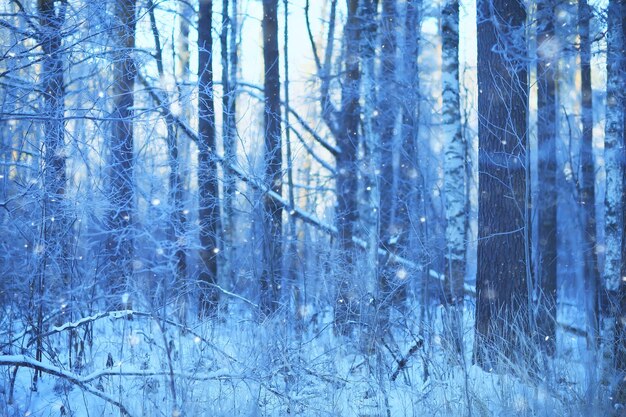 sfondo invernale nevicata alberi astratto sfocato bianco