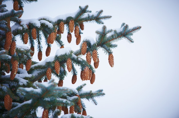 Sfondo invernale. Una conifera con coni in brina e neve