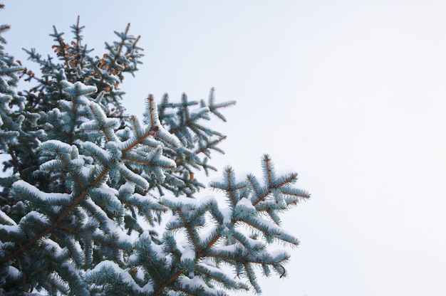 Sfondo invernale. Una conifera in brina e neve