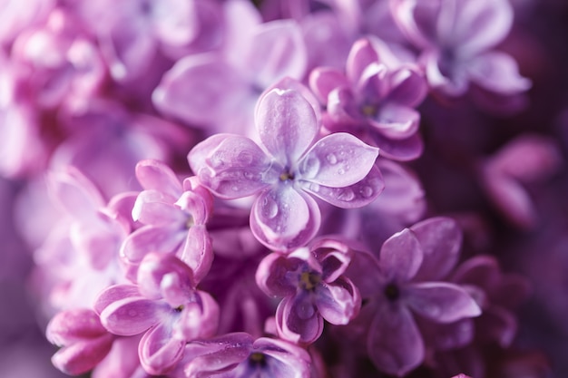 Sfondo lilla. Fondo lilla porpora del fiore della molla dei fiori