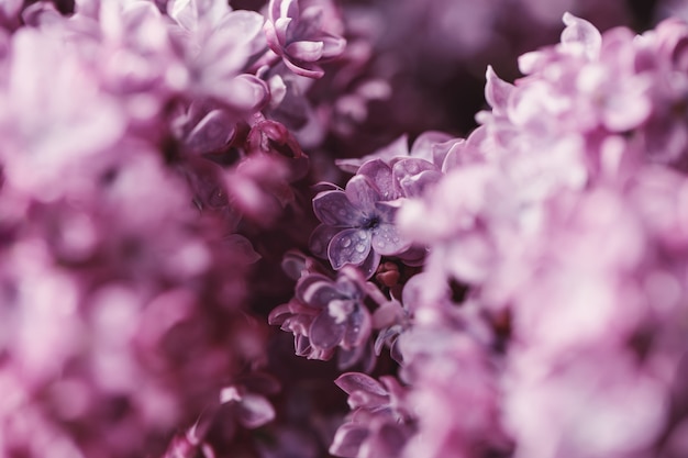 Sfondo lilla. Fondo lilla porpora del fiore della molla dei fiori