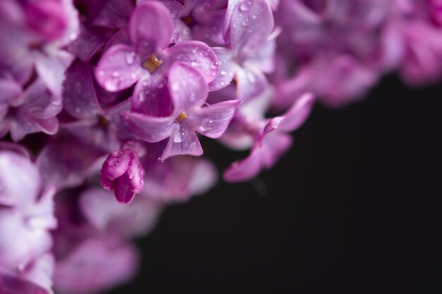 Sfondo macro lilla Bellissimi fiori viola