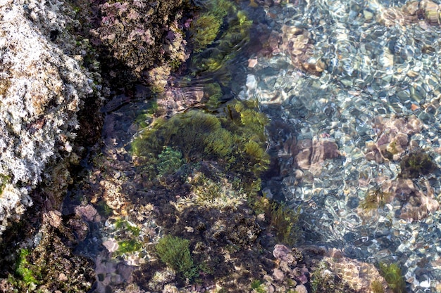 Sfondo marino Varie e multicolori spugne alghe e polipi primo piano in una giornata di sole primaverile