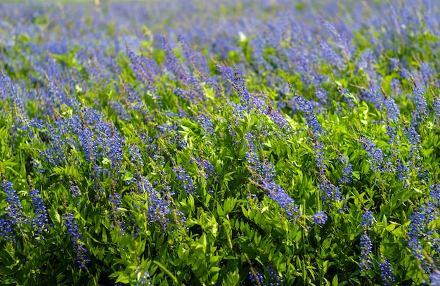 Sfondo mezzogiorno prato eterogeneo erba con fioritura di erba medica in una giornata ventosa