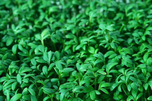 Sfondo microgreen di crescione