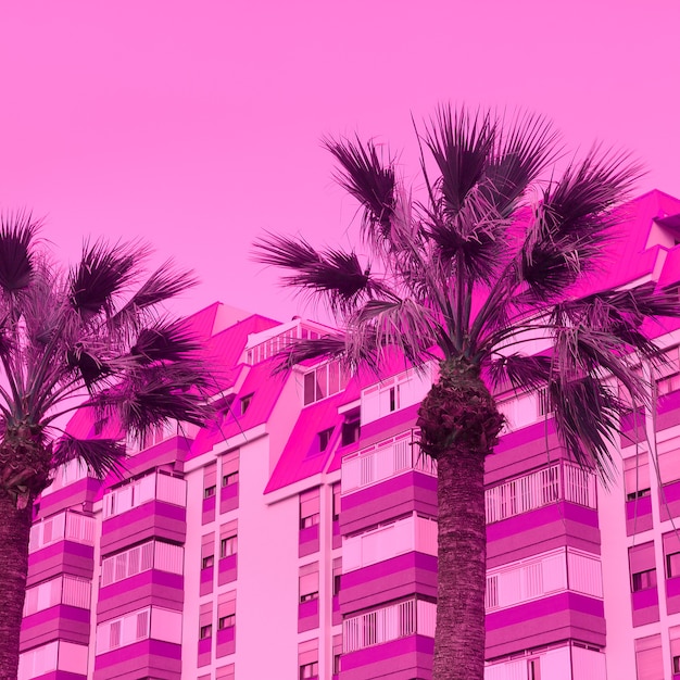 Sfondo minimal tropicale rosa palma. viaggiare. Canarie