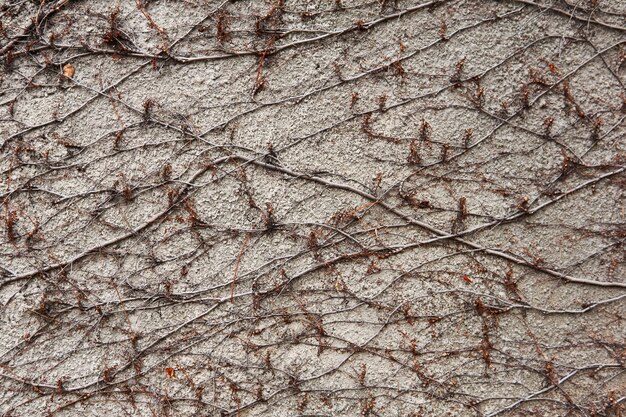 Sfondo - muro di pietra, ricoperto da un motivo naturale di steli invernali secchi di viti selvatiche