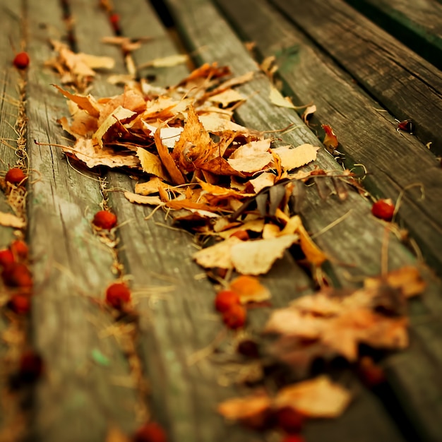 Sfondo natura autunnale