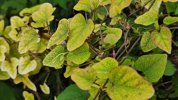 sfondo natura foglia ol