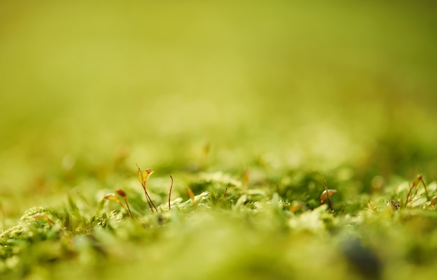 Sfondo naturale a macroistruzione di muschio verde con germogli nel concetto di eco di nuova vita stagionale della foresta di primavera