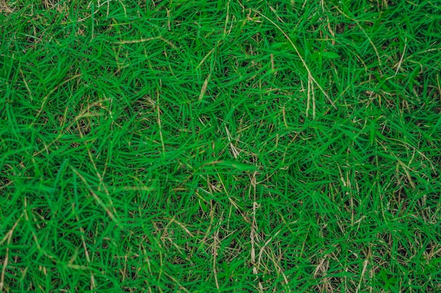 Sfondo naturale astratto Collezione con diverse tonalità di colore dello spazio della copia dell'erba verde Estate fresca e atmosfera da calcio Per lo sfondo del web screensaver dello sfondo del design Acido vivido