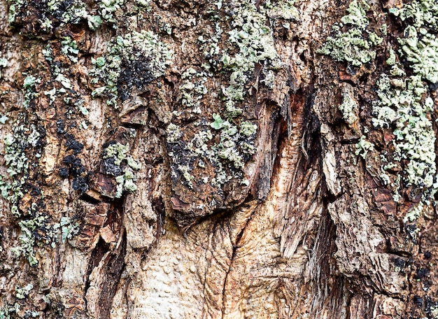 Sfondo naturale astratto di corteccia di albero