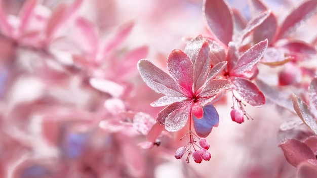 Sfondo naturale autunnale Bacche di crespino e gocce d'acqua nel giardino