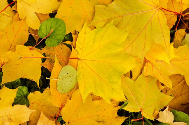 Sfondo naturale autunnale con foglie d'acero colorate