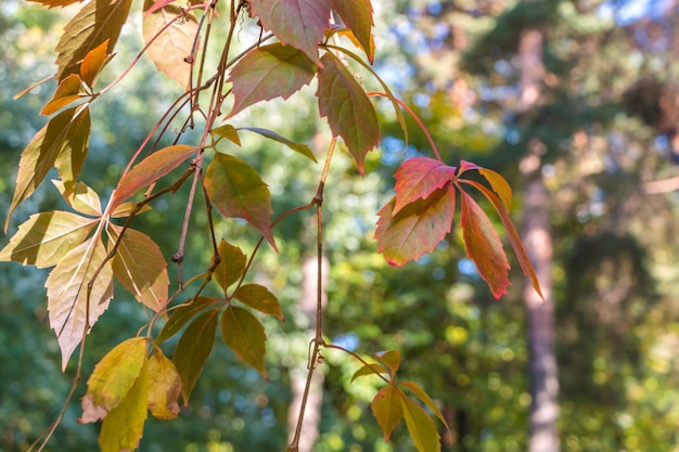 sfondo naturale autunnale. foglie colorate di uva selvatica primo piano. posto per il testo