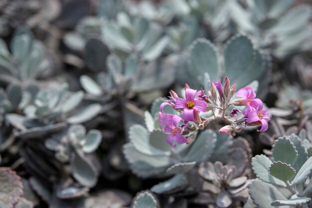 Sfondo naturale Cactus succulent plant