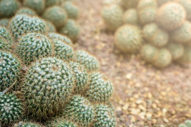 Sfondo naturale Cactus succulent plant