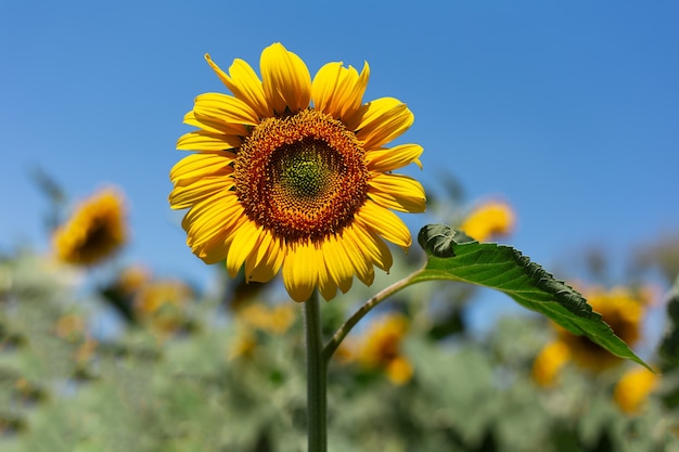 Sfondo naturale, close-up di girasole in fiore in giornata di sole sullo sfondo del cielo blu.