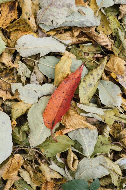 Sfondo naturale con copertura forestale autunnale con foglie cadute