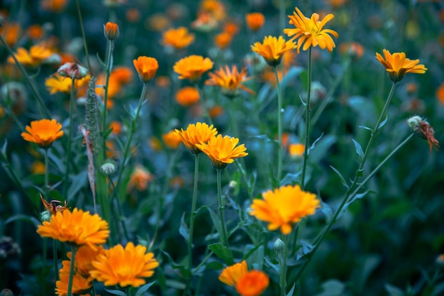 Sfondo naturale con fiori d'arancio brillante tra il fogliame