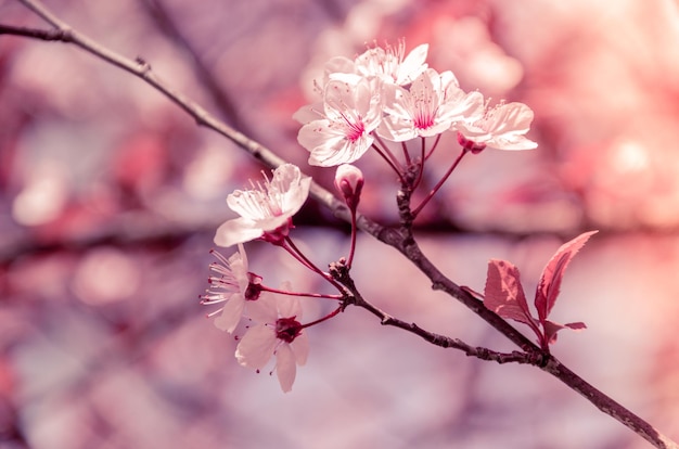 Sfondo naturale con fiori di sakura