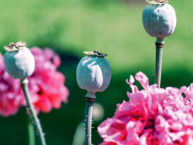 Sfondo naturale con fiori e scatole di papaveri