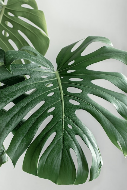 Sfondo naturale con foglie di monstera tropicale alla luce del giorno.