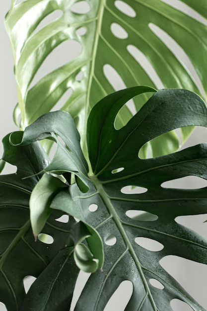 Sfondo naturale con foglie di monstera tropicale alla luce del giorno.