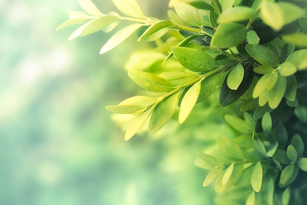 Sfondo naturale con foglie di tè verde